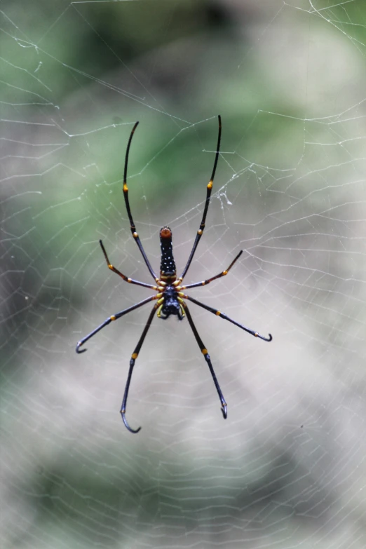 an outdoor spider on its web looking down at the viewer