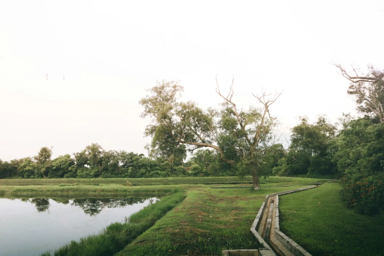 a lake in a field with a lone tree in the distance