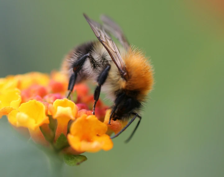 a small bee is sitting on a yellow flower