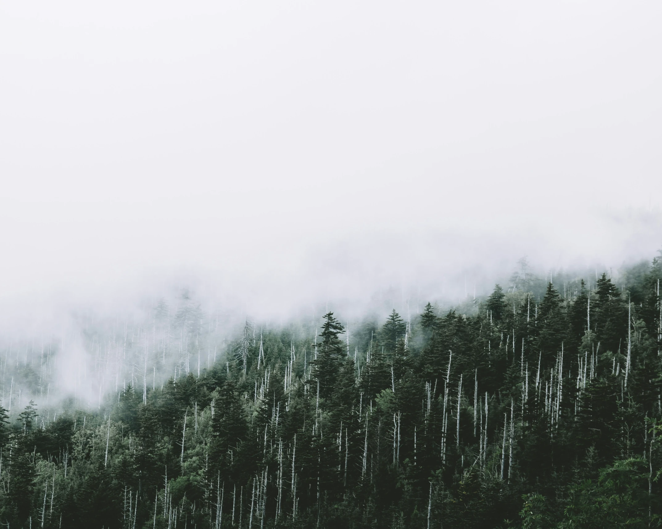 a forest filled with trees covered in fog