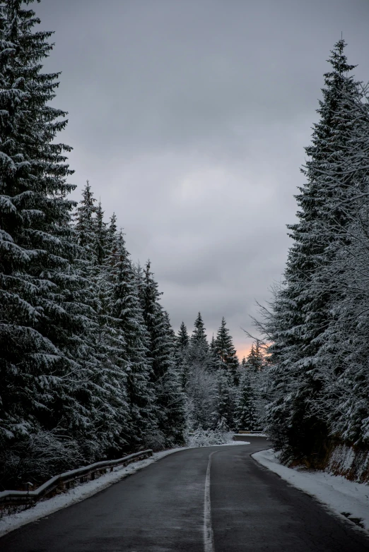 a snowy road leads into the distance surrounded by trees