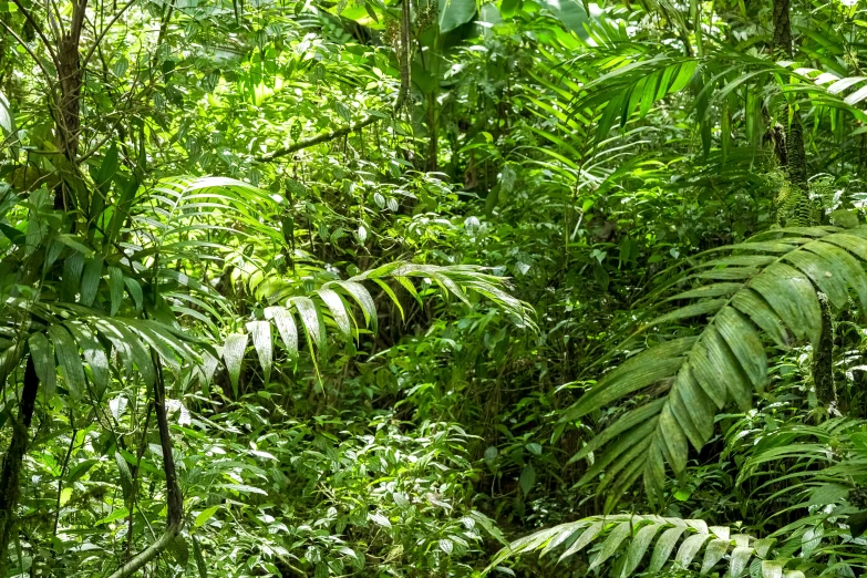 the green plants and trees in the tropical jungle