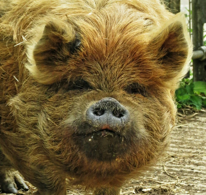 a boar is looking down from the ground