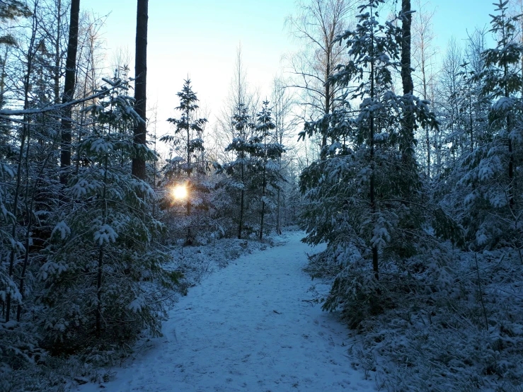 a very snowy road near the woods with trees