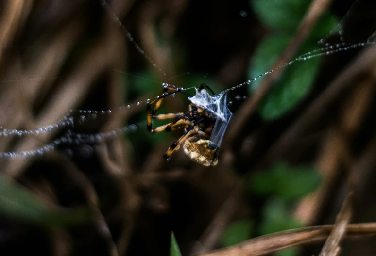 a web spider crawling on a drop of dew