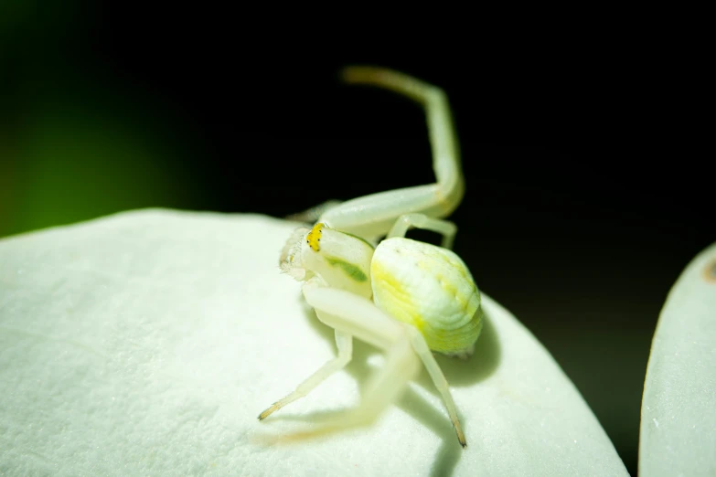 an insect on the side of a flower