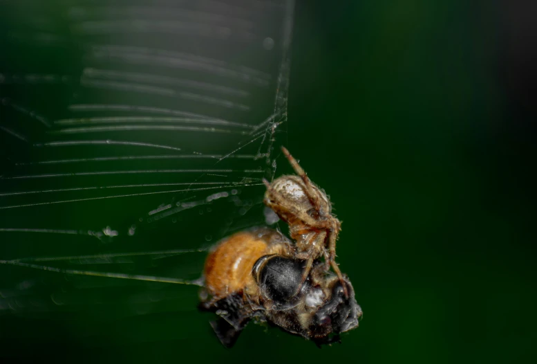 the large spider is biting a smaller spider