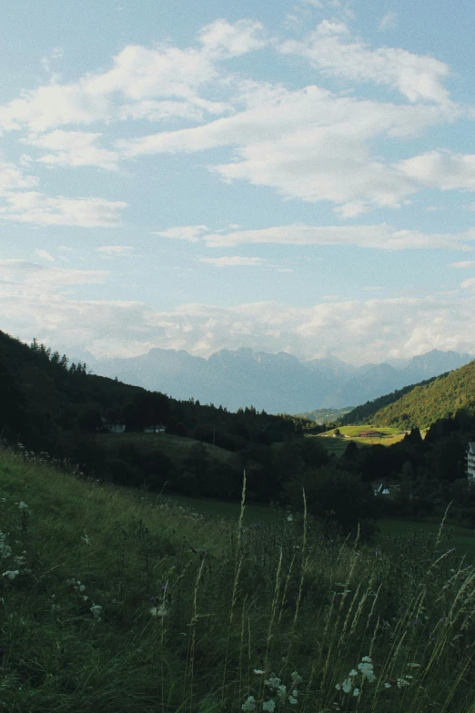 green hills with grass and some white flowers