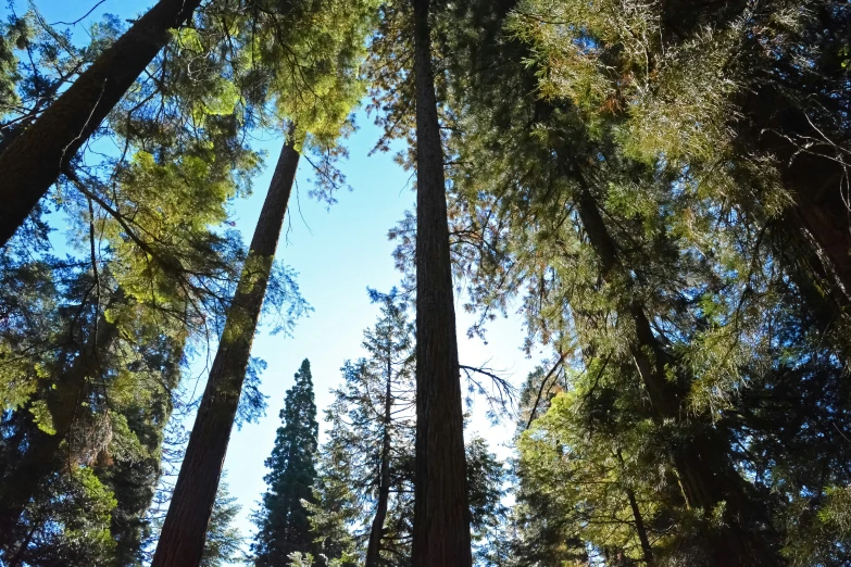 an upward view of tall trees in the woods