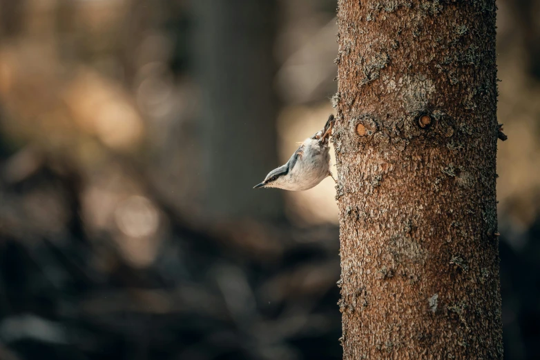 small bird on tree in large wooded area