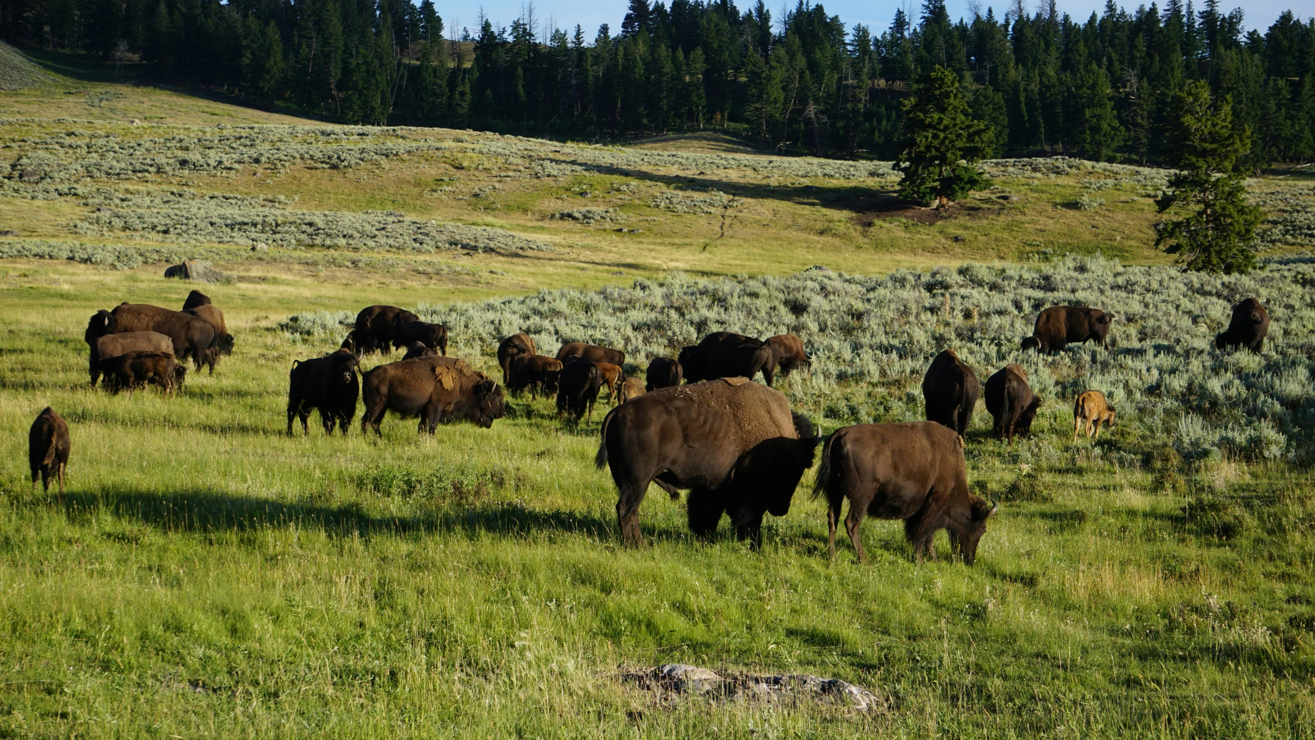 a herd of buffalo grazing in a pasture