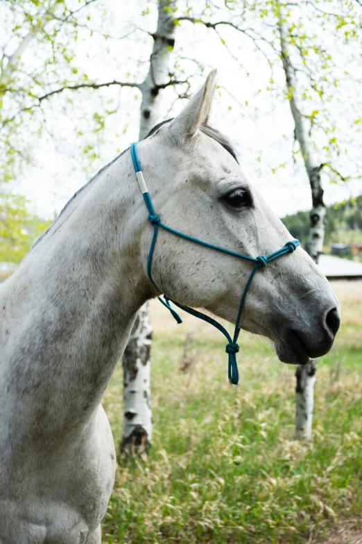 there is a horse standing in the grass