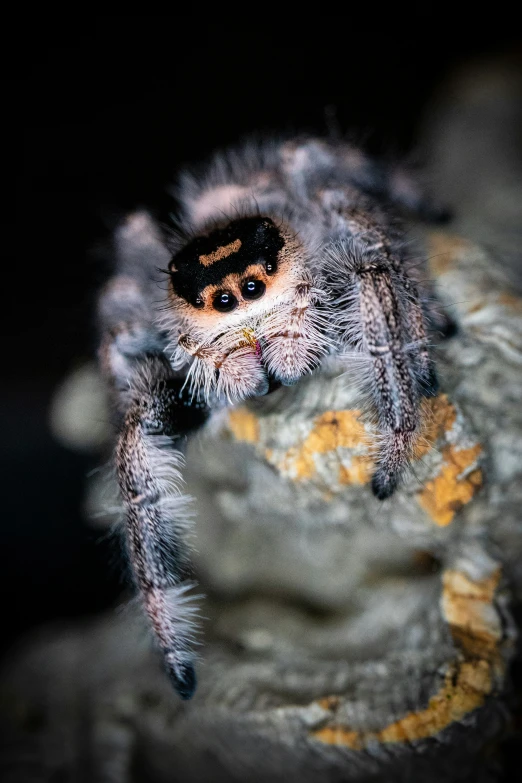 a close up of the head of a jumping spider
