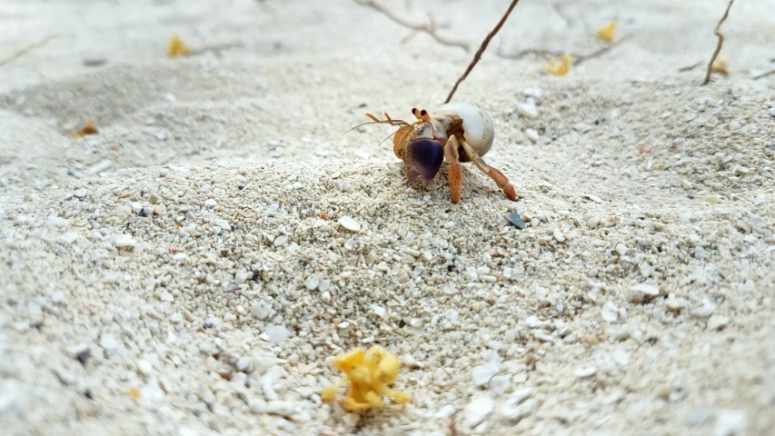 a bug is crawling in the sand, and eating it