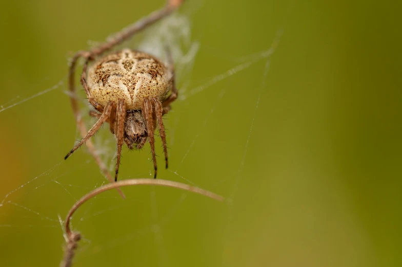 a spider is hanging from the web