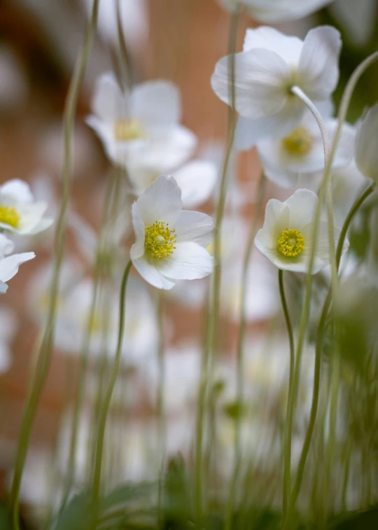 a close - up view of white flowers on display