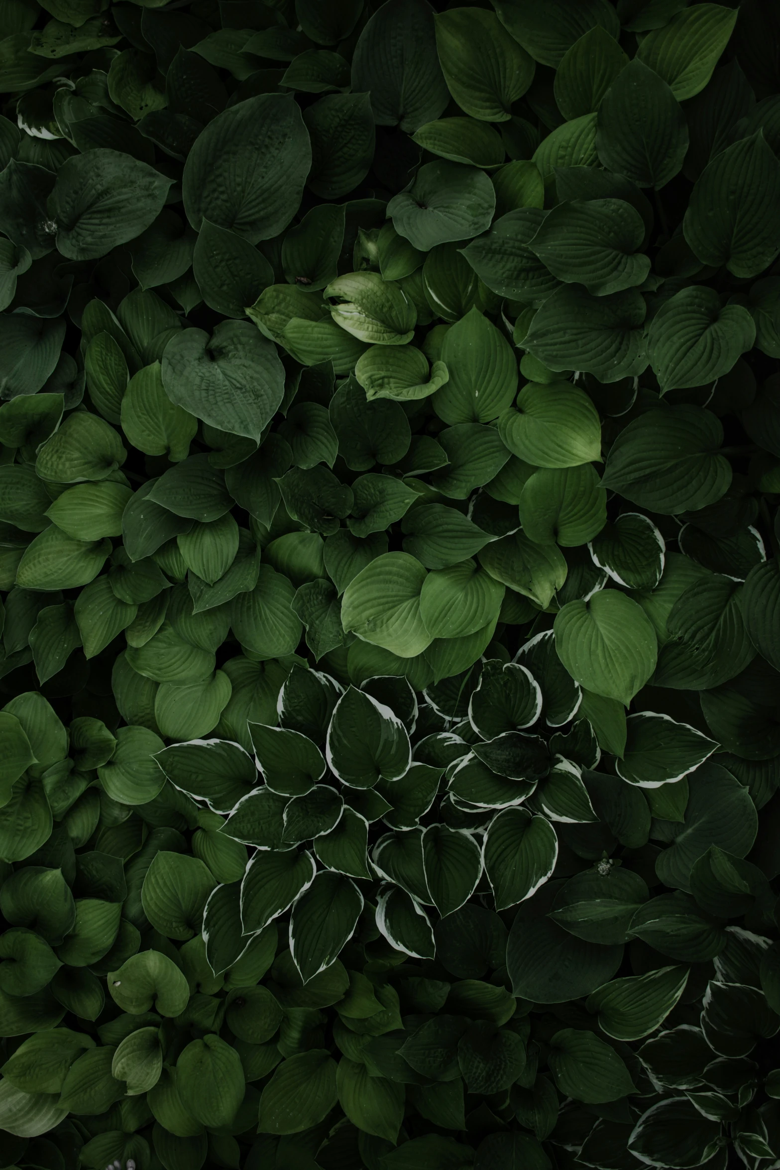 an image of a plant with leaves all around it