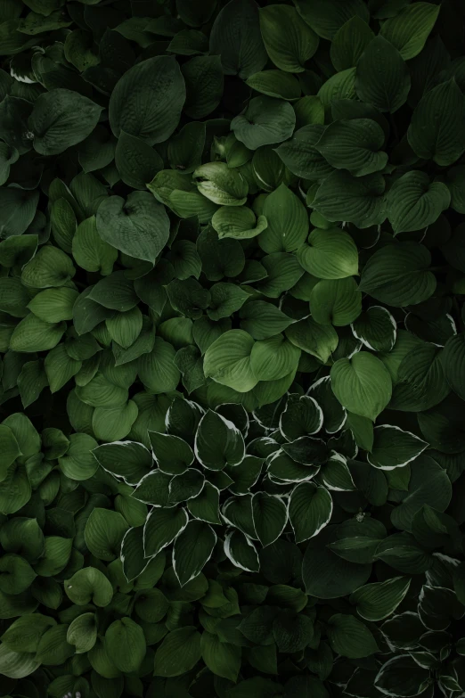 an image of a plant with leaves all around it