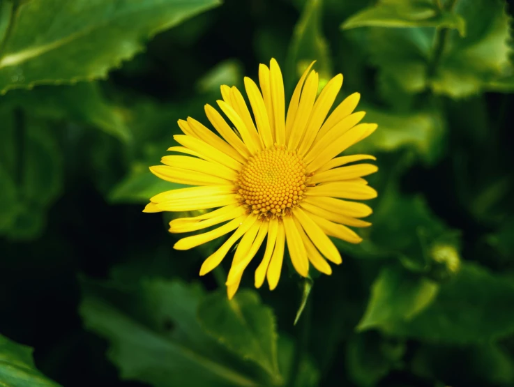 a bright yellow flower with large green leaves