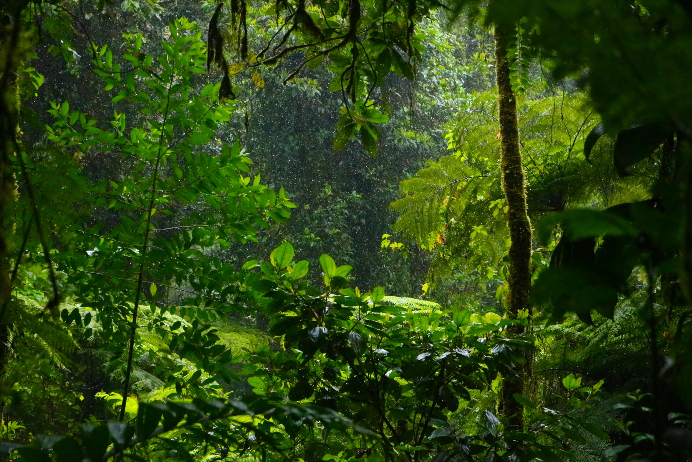 the rain in the forest is hitting the green leaves