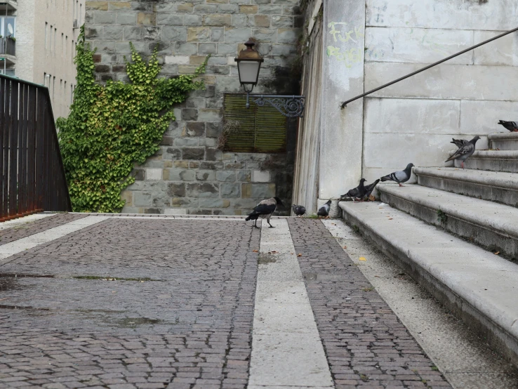 a dog sits on a cobblestone alleyway outside of a stone building