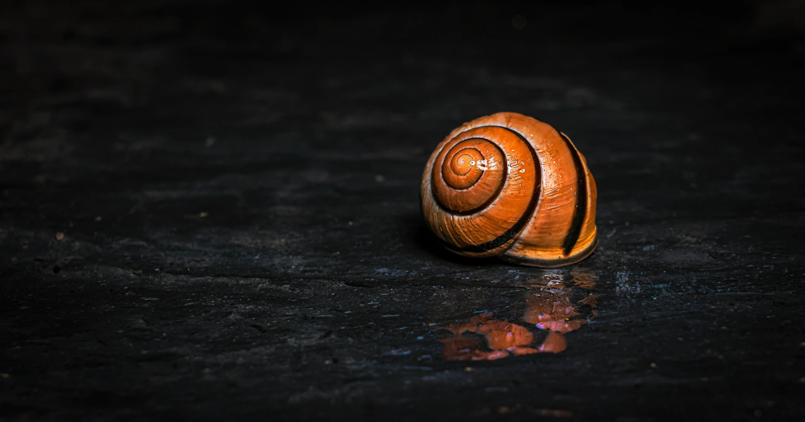 a small orange snail is on the ground