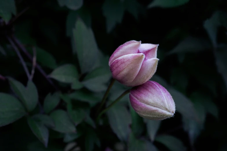 two tulips in a dark garden with long stem buds