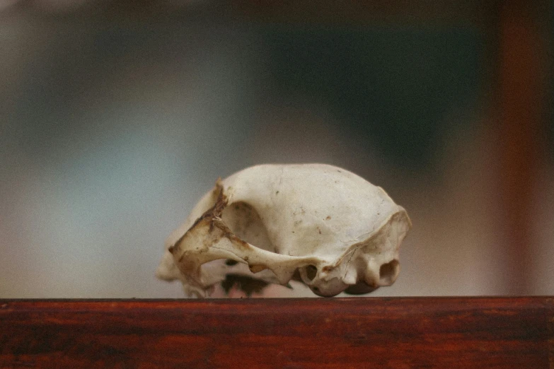 a white cow skull that is laying down on a ledge