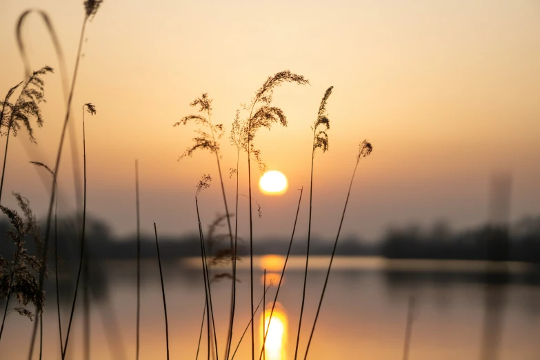 a sunset is shown with grass next to the water