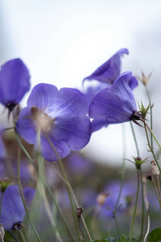 purple flowers stand out from the green foliage