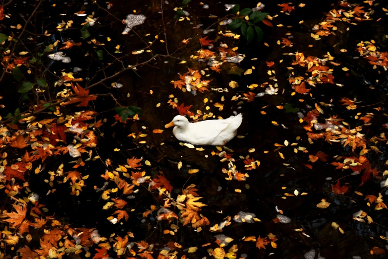 a white goose standing in the middle of leaves