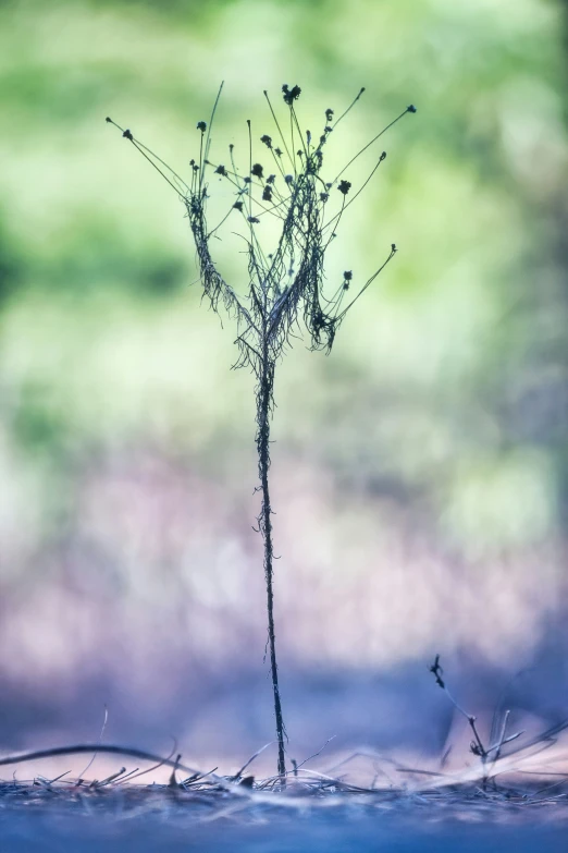 a plant in front of a blurry background