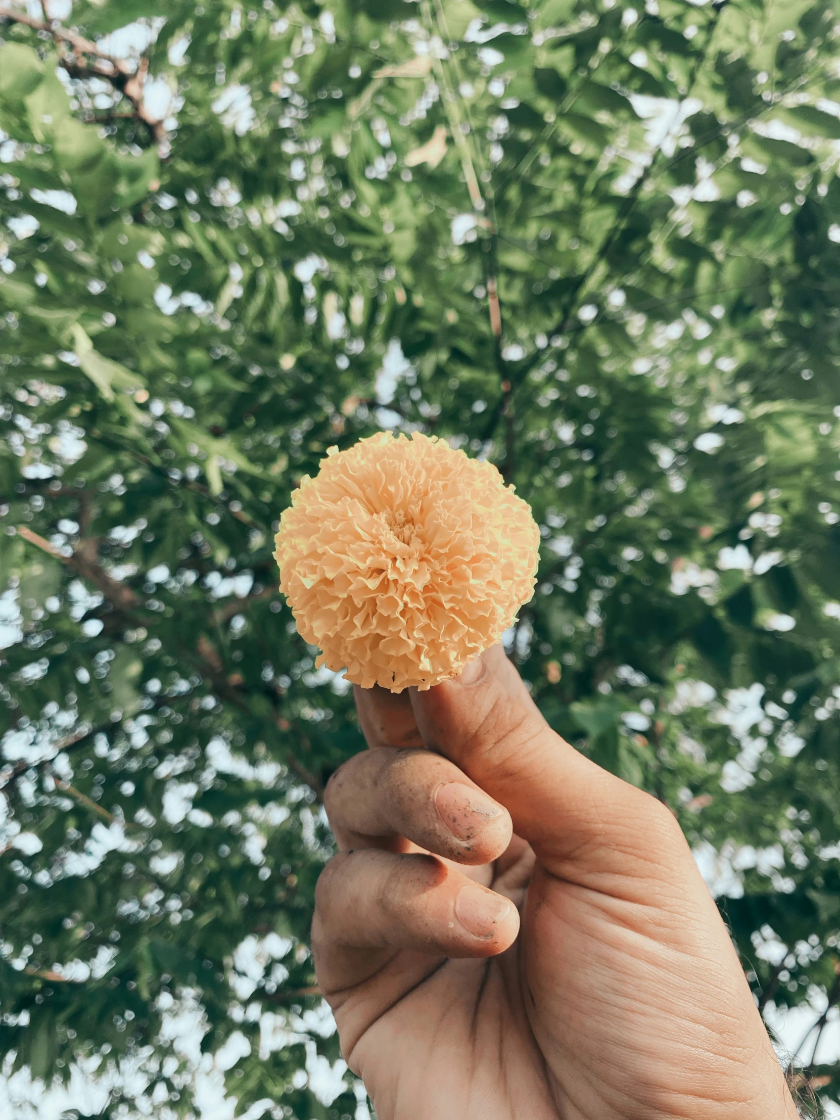 person's hand holding an orange flower up in front of a tree