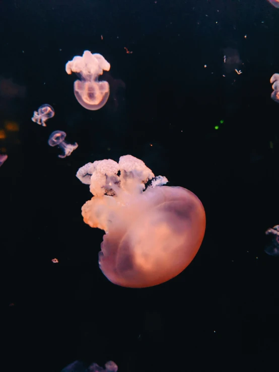 jellyfish floating in the water with bubbles all over