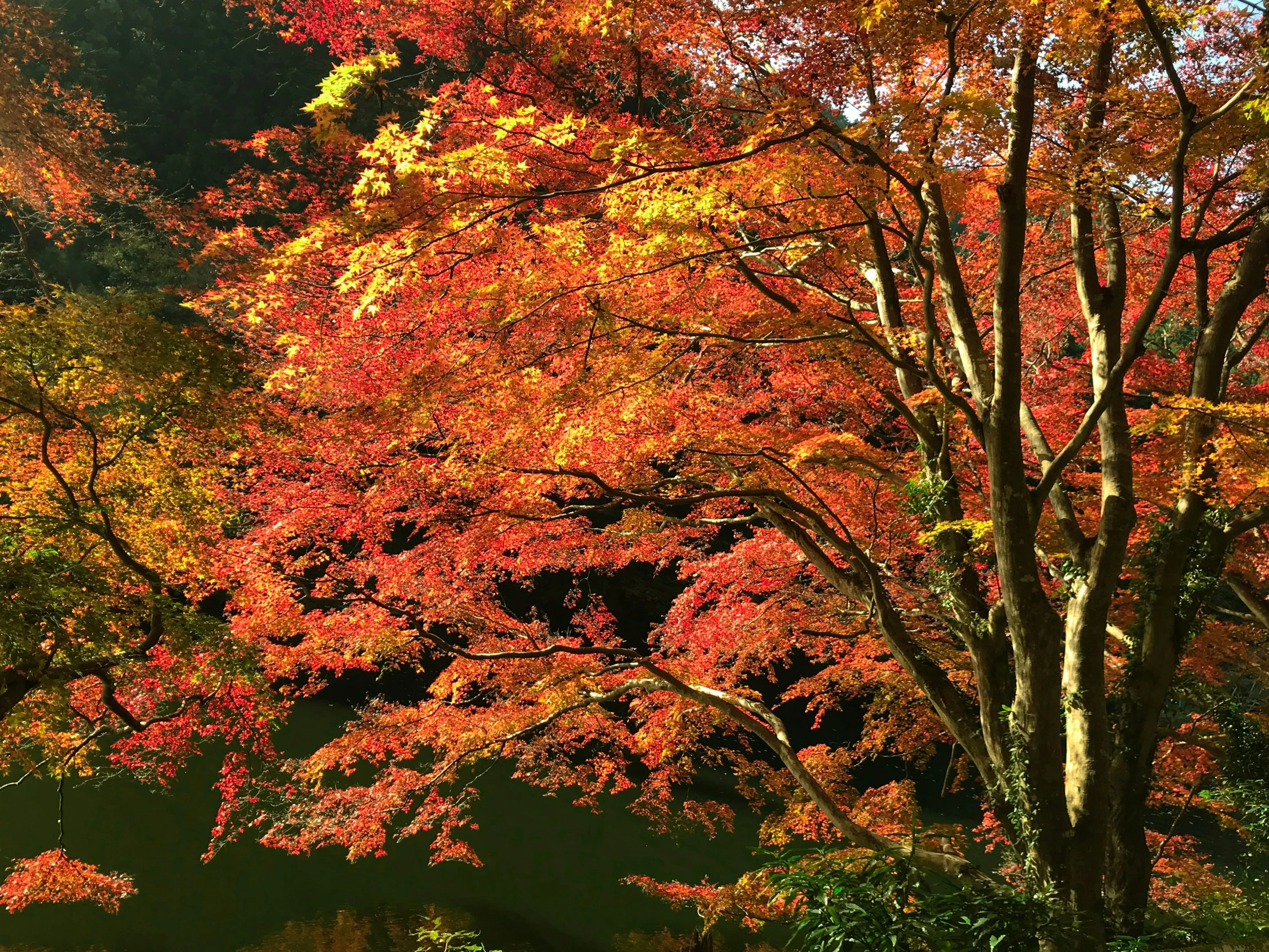 autumn colors decorate a park in vermont