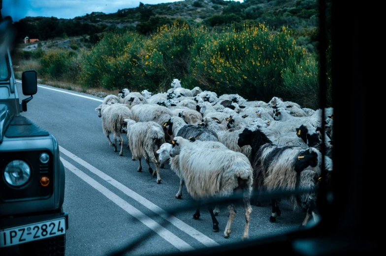 a herd of sheep being rode down a street by some trucks