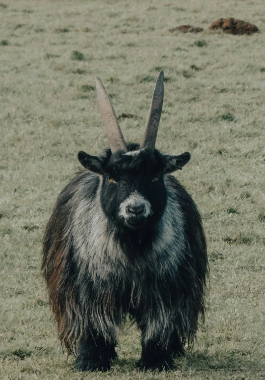 a long - haired black goat with horns stands in a grassy field