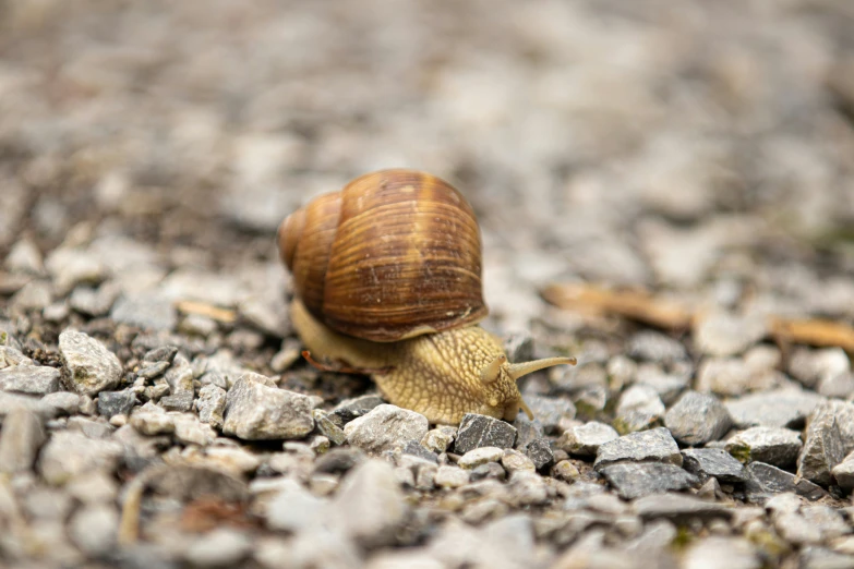 a little snail crawling along the ground