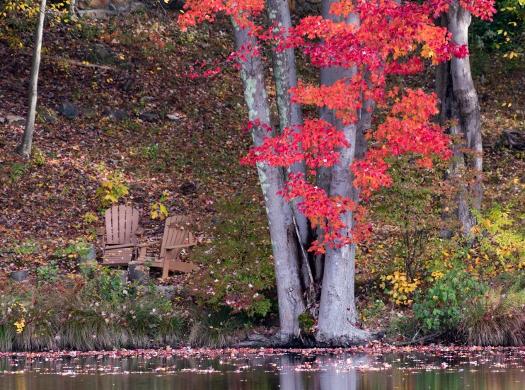 trees with their leaves in fall colors near a pond