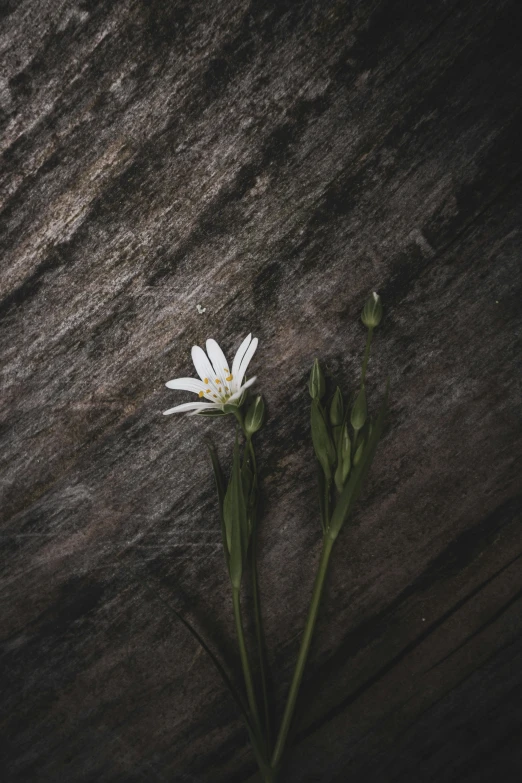 white flower next to buds against dark background