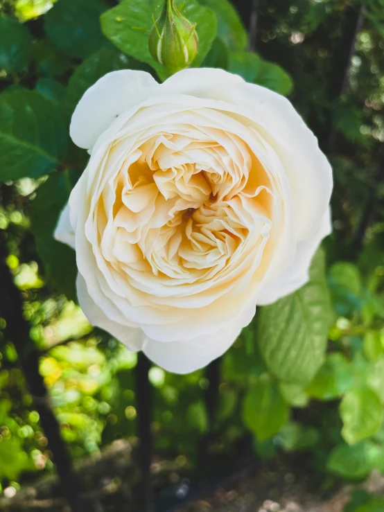 an almost white flower on a nch in the sun