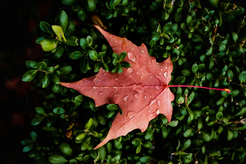 there is a red leaf that has been fallen on the bush