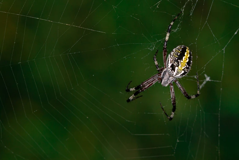 a black and yellow spider with its web