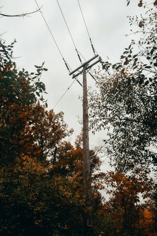 two birds are sitting on a telephone pole