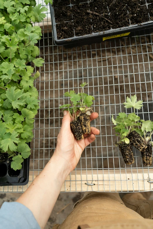 a hand holding three plants in pots with a tile background