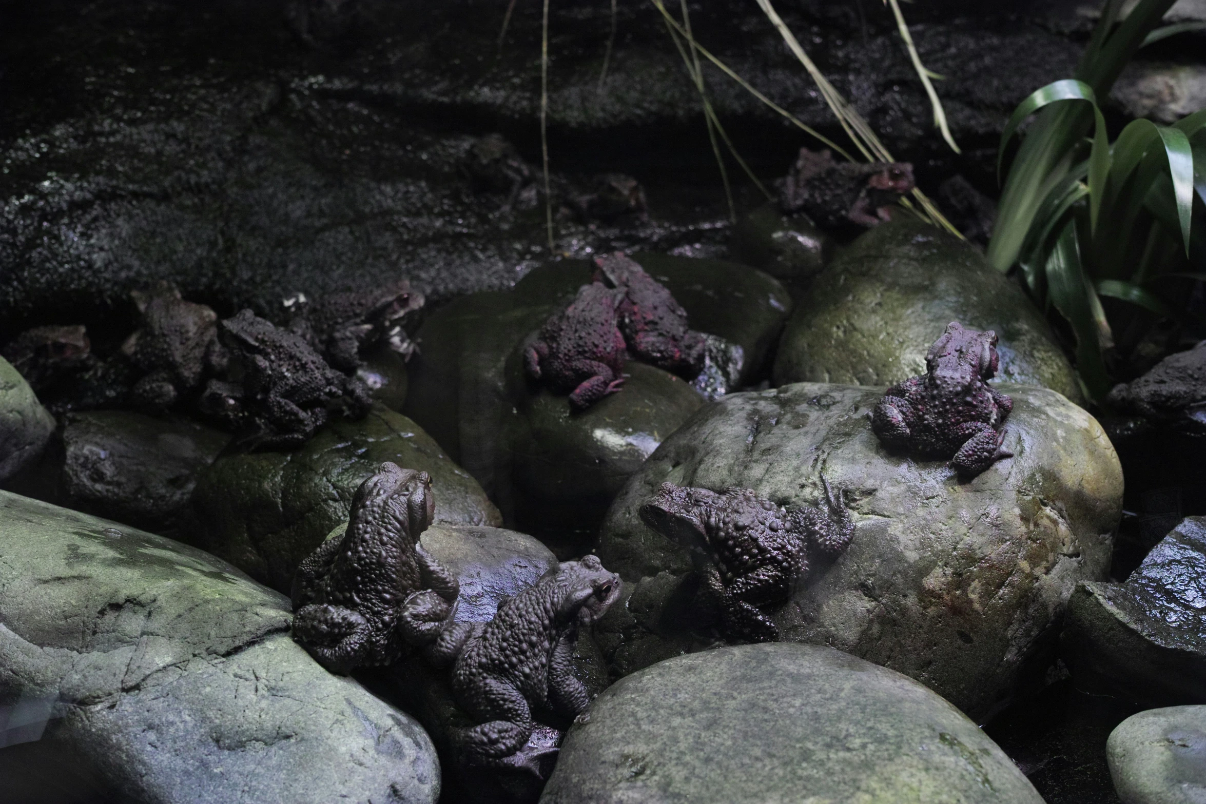 the rocks are covered in algae on the shore