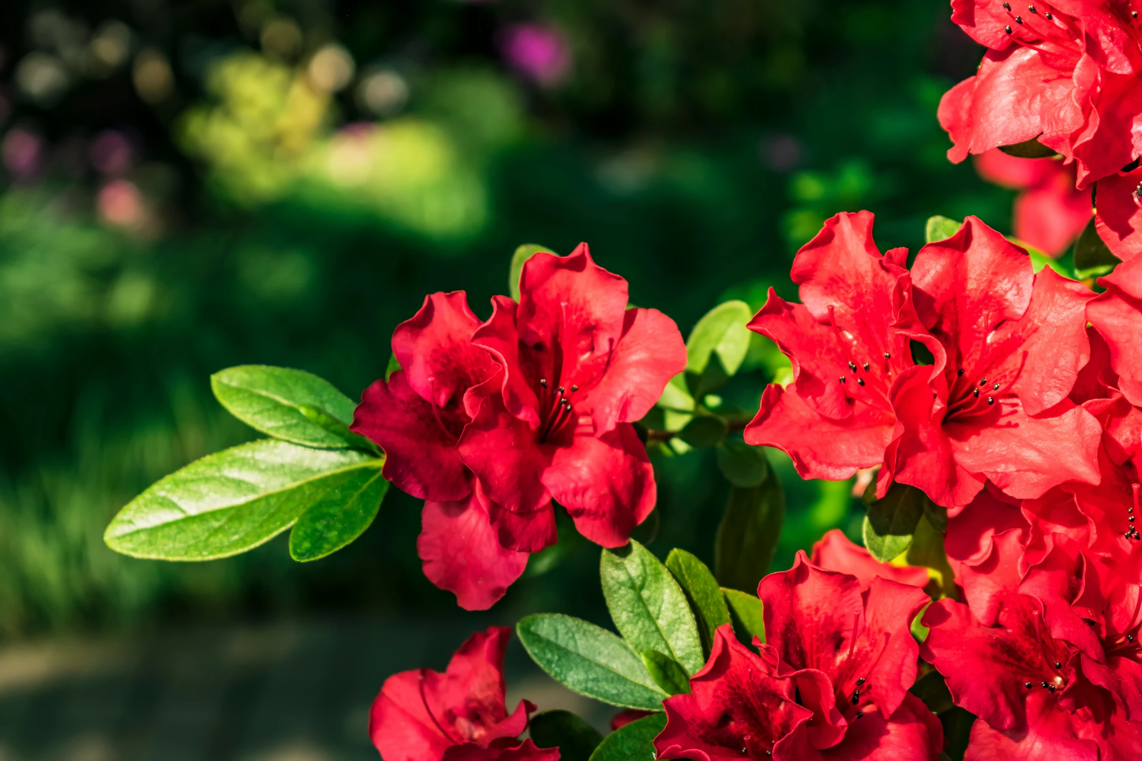 red flowers are in bloom in the garden