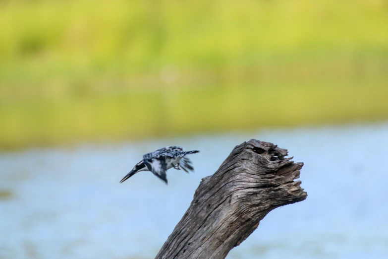 a bird flying near a stump by water