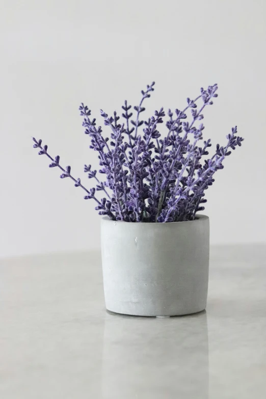 a white plant pot filled with purple flowers