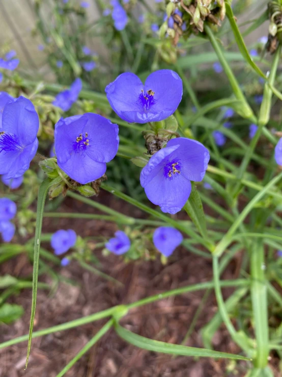 blue flowers with very large, short petals are seen